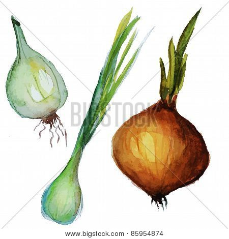 Onion