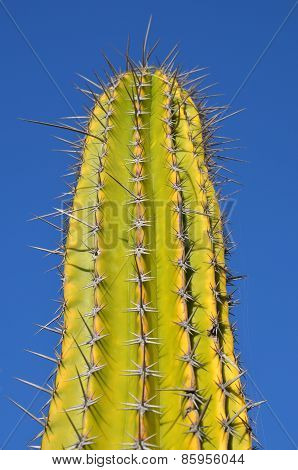 Giant cactus.