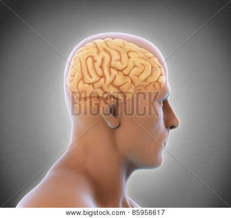 Human Brain Anatomy