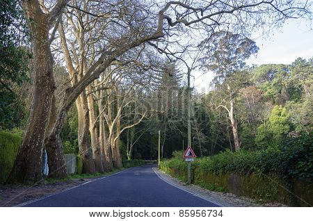Tree alley