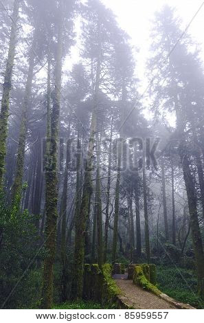 Forest and a fog