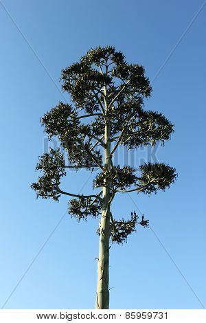 Agave Seedpods