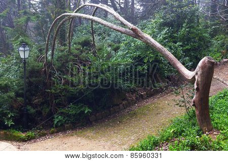 Arch tree