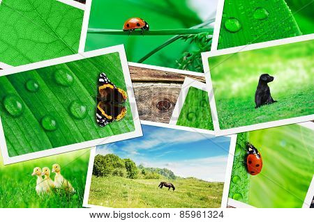 Plie Of Green Nature Pictures On Wooden Table