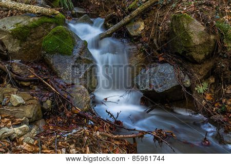 Forest Stream