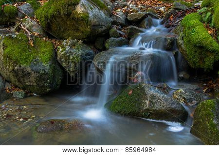 Silent forest Water