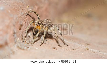 Wolf Spider Carrying Babies