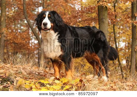 Gorgeous Bernese Mountain Dog Standing In Autumn Forest