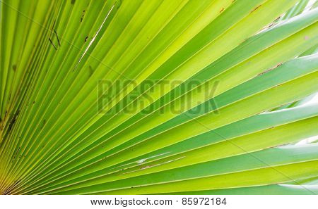abstract straight line from palm leaf