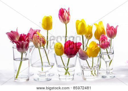 Tulips in glasses