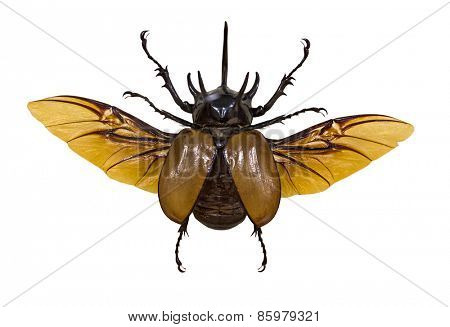 flying rhinoceros beetle isolated on white background
