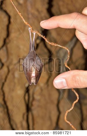 Lesser Horseshoe Bat (rhinolophus Hipposideros) Hibernation