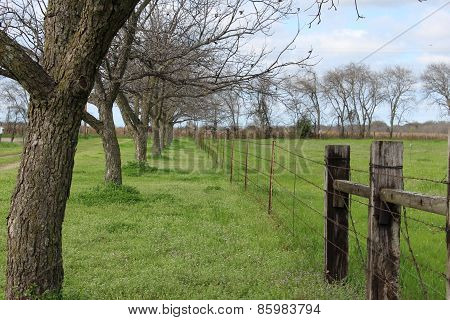 Tree Lined Fence