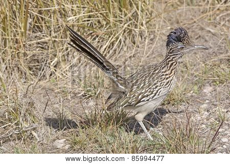 Road Runner In The Grasslands