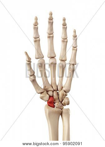 medical accurate illustration of the scaphoid bone