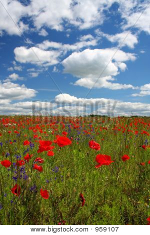 Landschaft mit Mohn Blumen