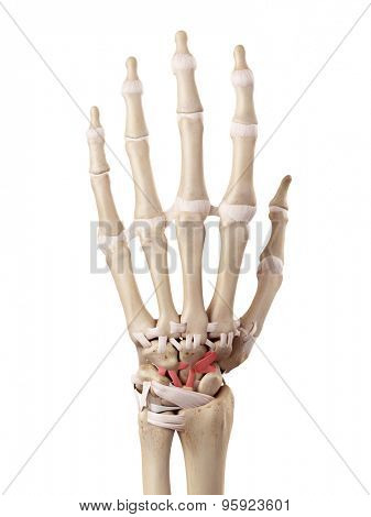 medical accurate illustration of the dorsal intercarpal ligaments
