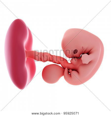 medical accurate illustration of a fetus - week 7