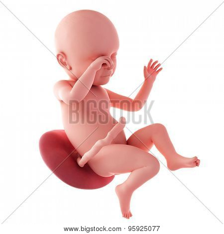 medical accurate illustration of a fetus - week 39