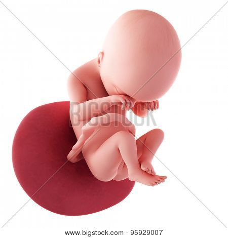 medical accurate illustration of a fetus - week 19