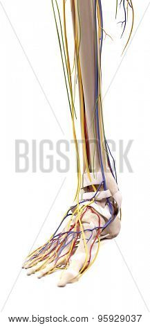 medical accurate illustration of the foot anatomy