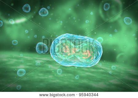 Cell Division Stages of Mitosis