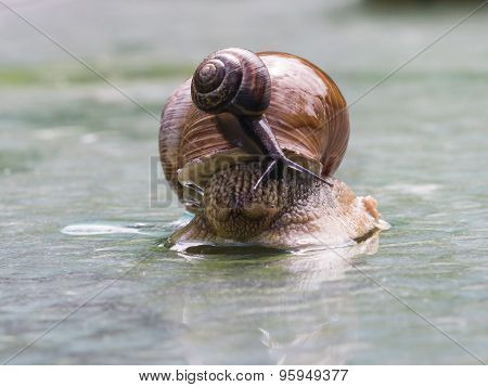 Helix Pomatia Edible Snail With Fruticicola Fruticum On Shell