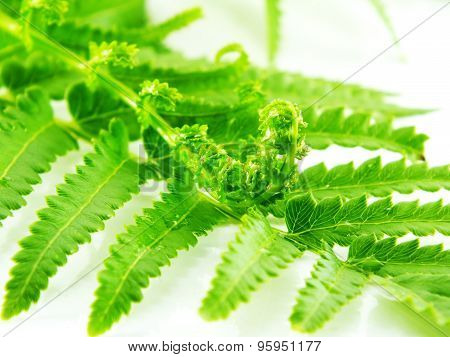 green fern branches isolated on white background