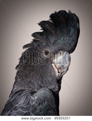 black cockatoo