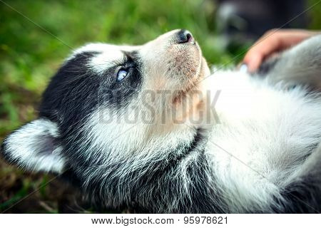 Pretty Little Husky Puppy Outdoor In The Garden
