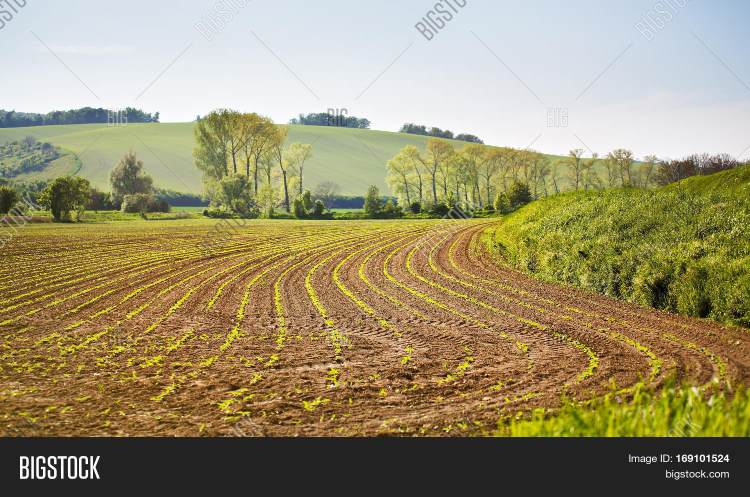 Arable Spring Land. Image & Photo (Free Trial) Bigstock