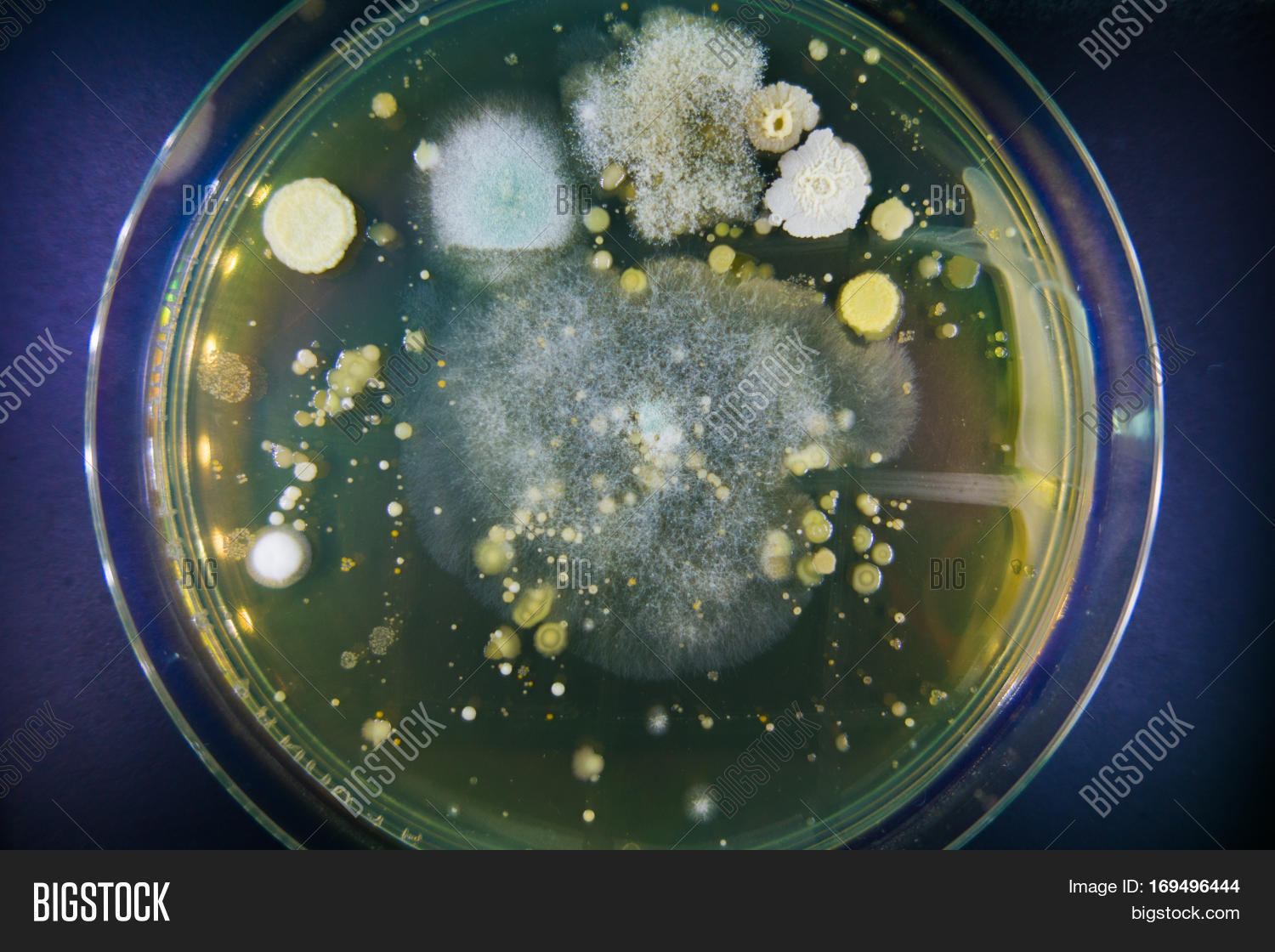 Petri Dishes Growing Image & Photo (Free Trial) Bigstock