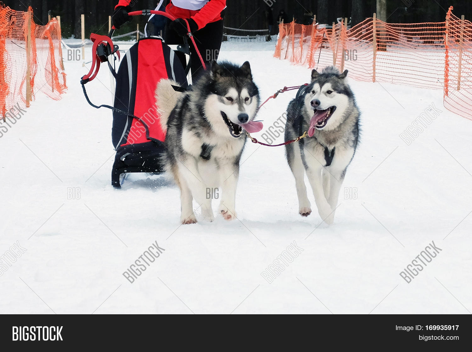 Strong Hardy Siberian Image & Photo (Free Trial) Bigstock
