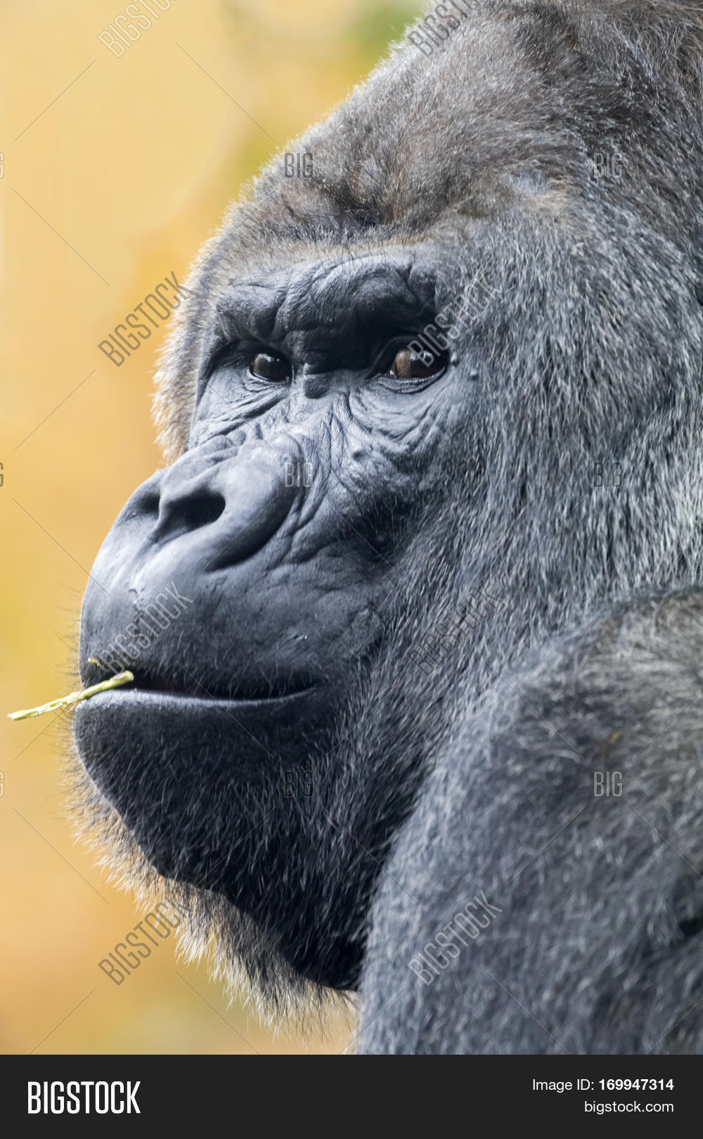 Male Silverback Image & Photo (Free Trial) | Bigstock