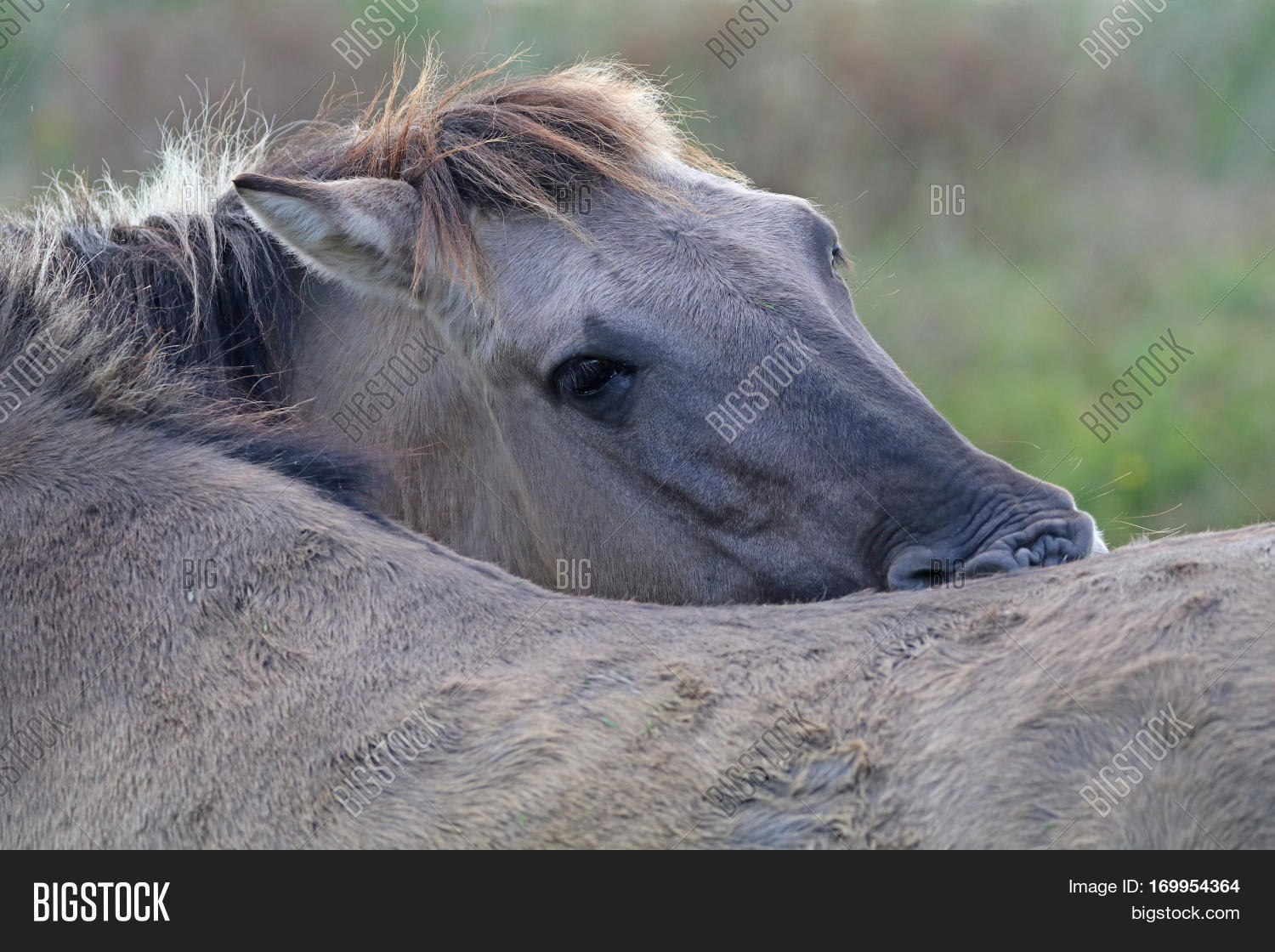 Konik Horse Biting Image & Photo (Free Trial) Bigstock