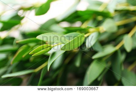 Green eucalyptus branch, closeup