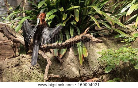 African Darter Known As Anhinga Rufa Rufa
