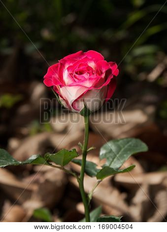 Pink and White Rose Isolated on Background