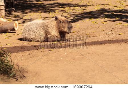 Sleeping capybara known as Hydrochoerus hydrochaeris relaxing in the sun