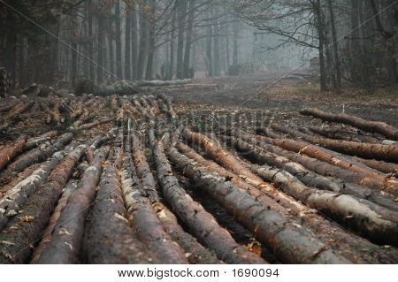 Foresta In autunno