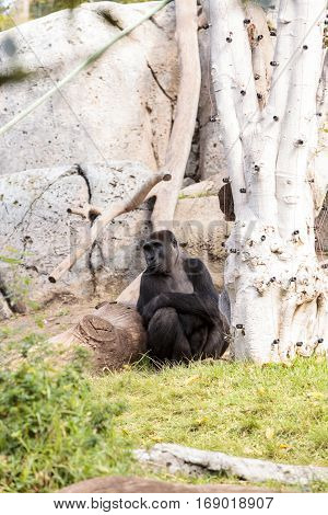 Western Lowland Gorilla