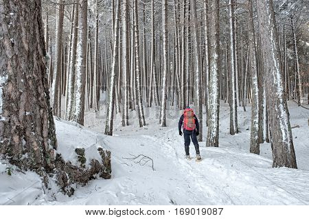 hiker in snowy pine forest of Etna Park, Sicily