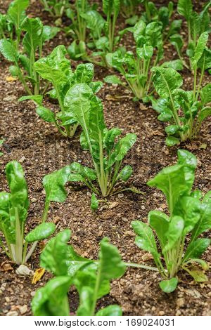 sliverbeet grow in vegetable garden