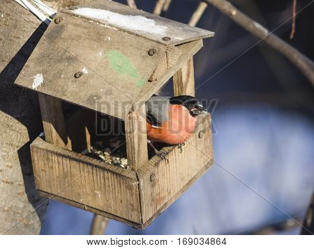 Red-colored Male of Eurasian Bullfinch Pyrrhula pyrrhula close-up portrait at bird feeder selective focus shallow DOF