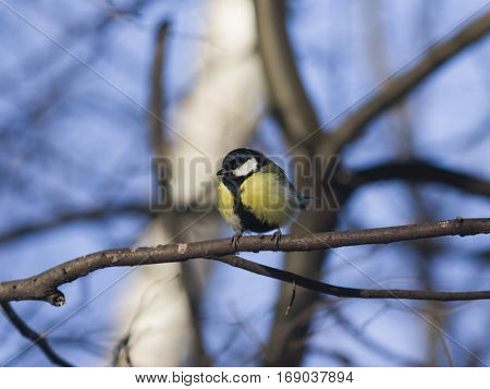 Great tit Parus Major close-up portrait on branch with bokeh background selective focus shallow DOF