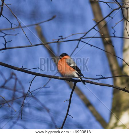 Red-colored Male of Eurasian Bullfinch Pyrrhula pyrrhula close-up portrait on branch with bokeh background selective focus shallow DOF