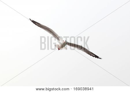 Flying seagull isolated sky on white Background