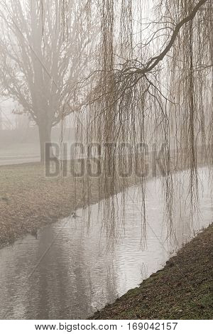 Beautiful morning light and fog in public park