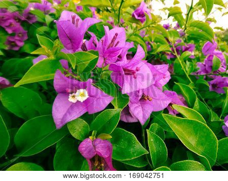 Nature view of purple flowers blooming in garden under sunlight