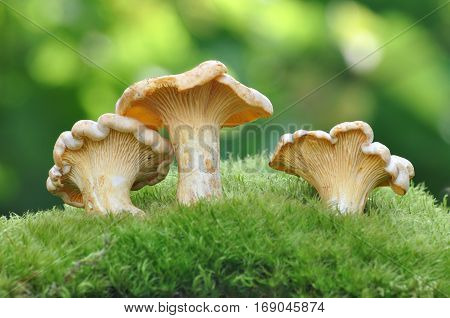 Collecting chanterelle mushroom in the wood, CANTHARELLUS CIBARIUS on green background.
